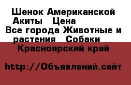 Шенок Американской Акиты › Цена ­ 35 000 - Все города Животные и растения » Собаки   . Красноярский край